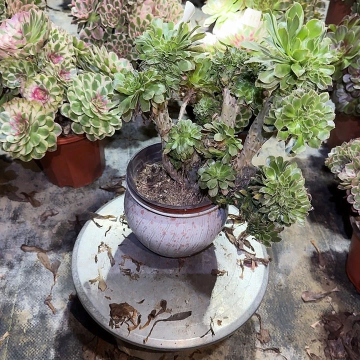 多肉植物原始绿缀417