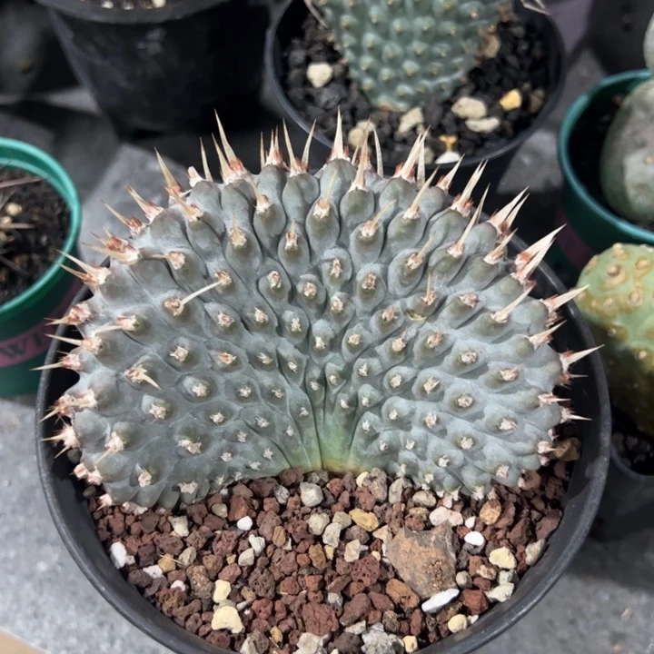 大型武藏野缀化仙人球