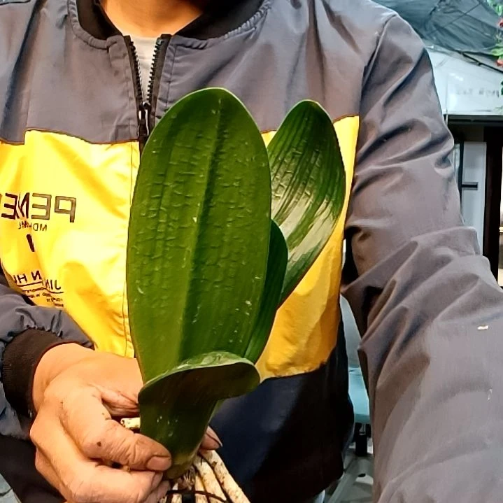 @永远爱家的小达人