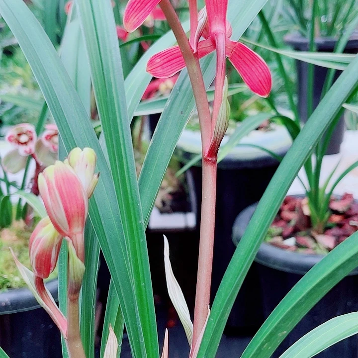 情***缘完全开放一物一漂亮开花