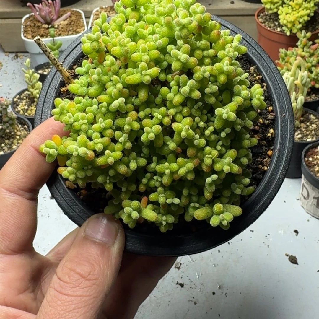 婚****玖多肉植物枝干番杏