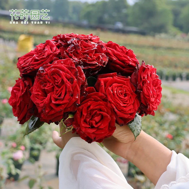 花莳园艺 2加仑根接【黑金】月季花苗多季开盆栽地栽红色花卉阳台