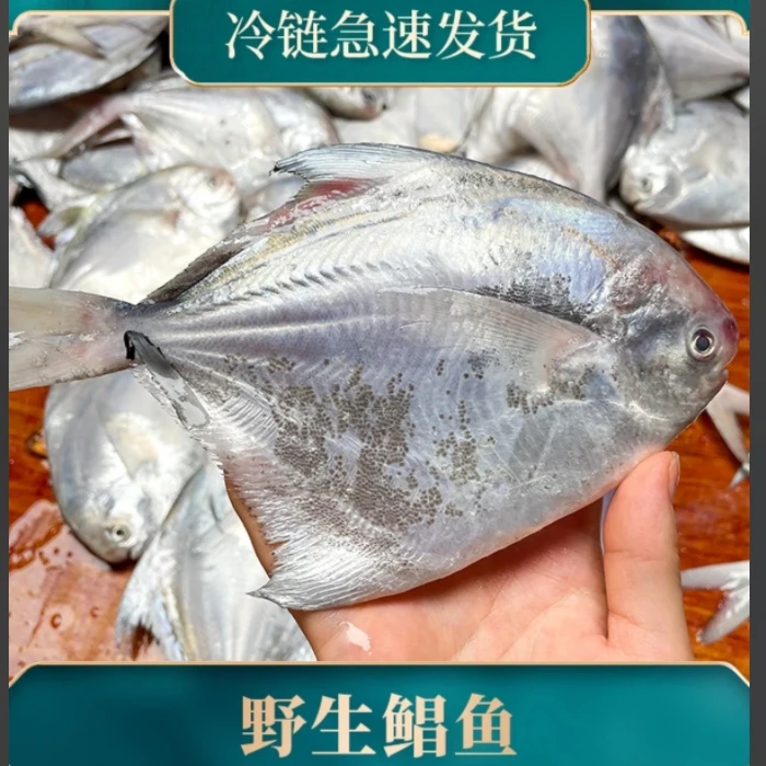 连云港野生银鲳鱼新鲜速冻发货刺少肉嫩深海海鲜