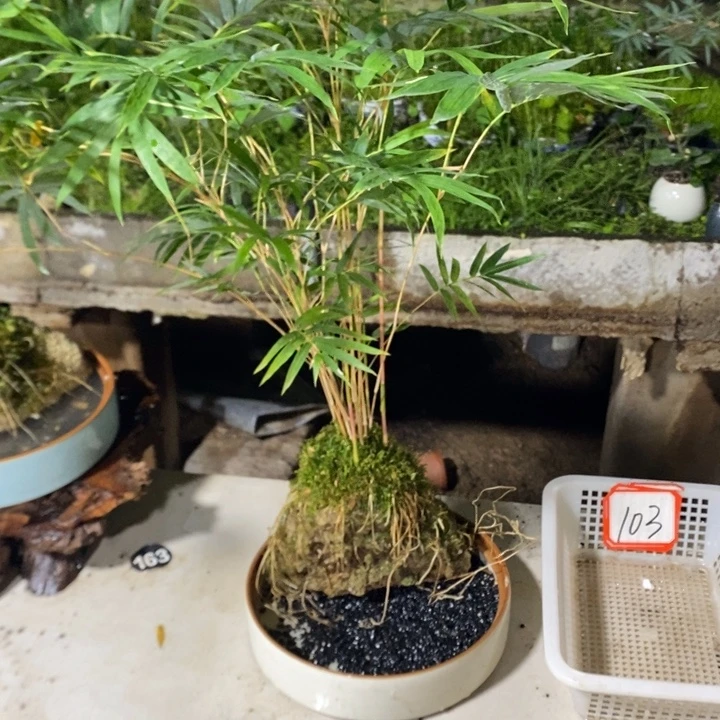 屹****完全开放一物一拍一物一拍104