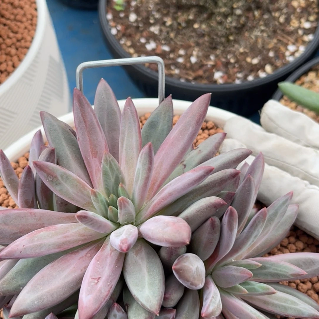 半***田虞美人多肉植物寄养