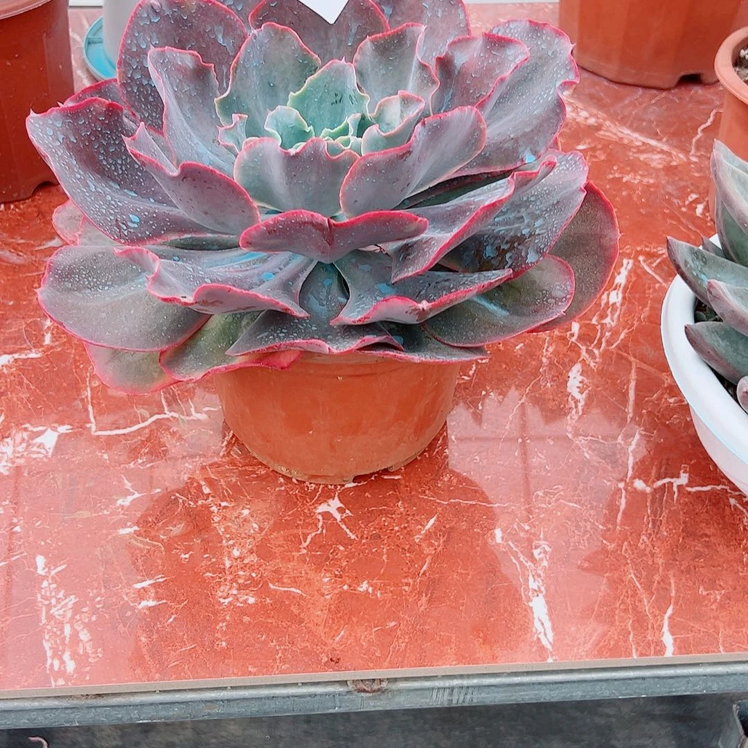 沉***调262天空之城多肉植物多肉