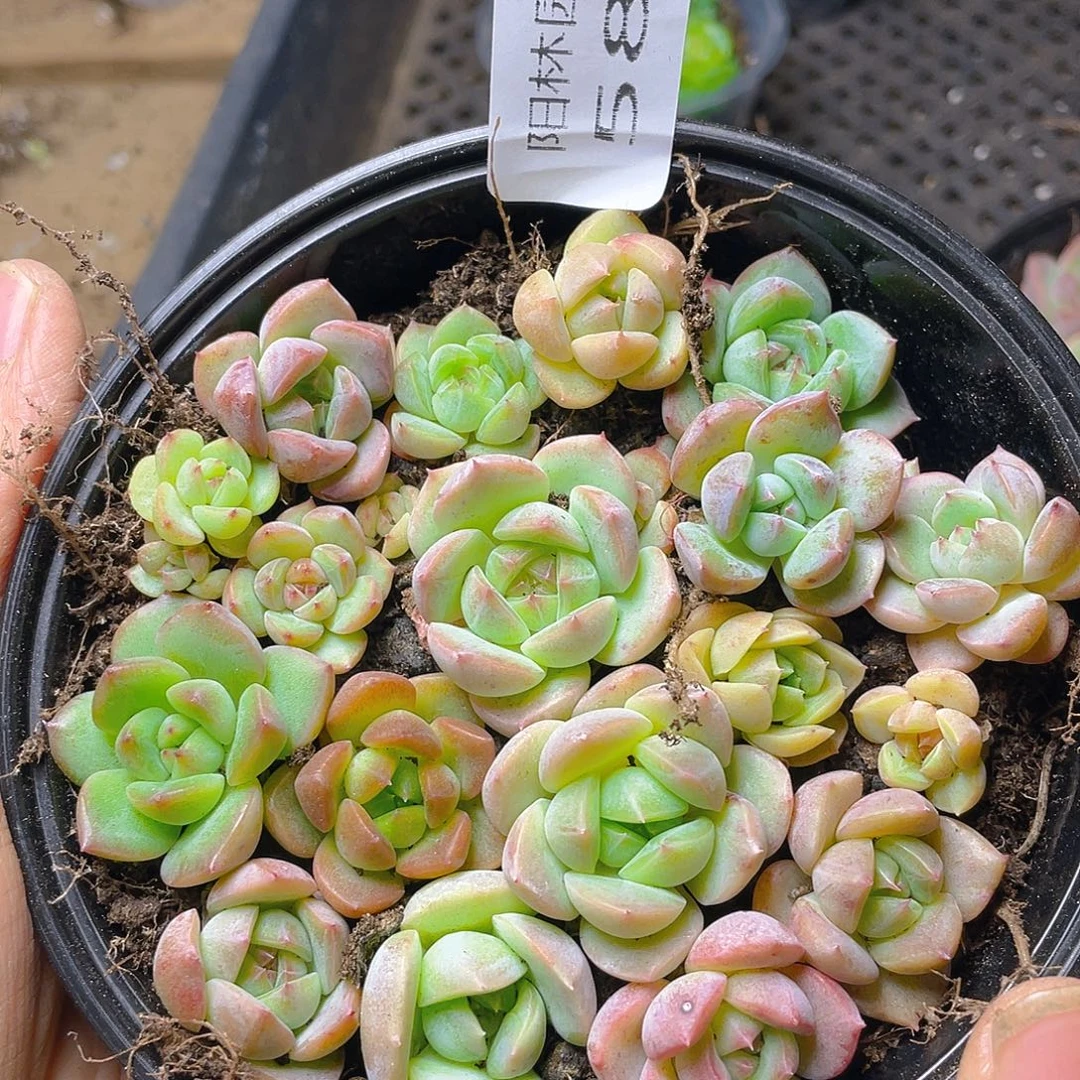 多肉植物多肉植物586
