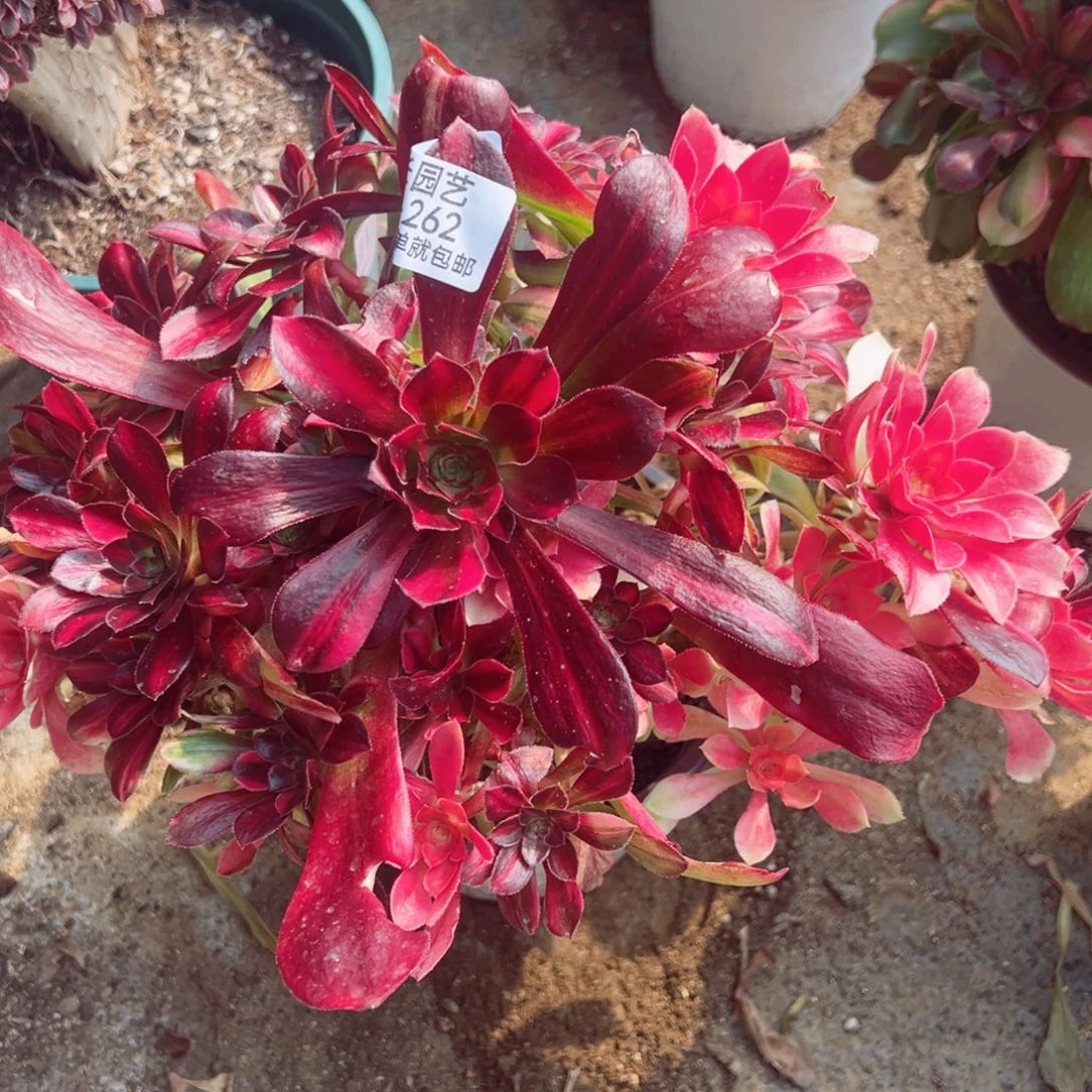 绍七彩砍头母本桩262