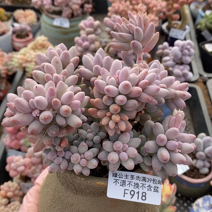 婴儿手指11cm918多肉植物