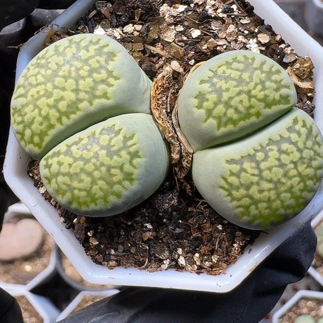 鱼***染生石花111211。   233