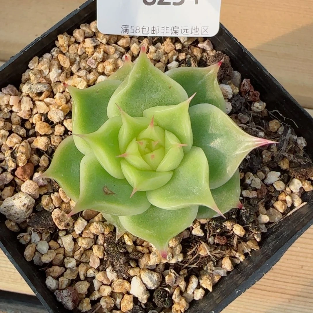 海胆珍妮，8234多肉植物