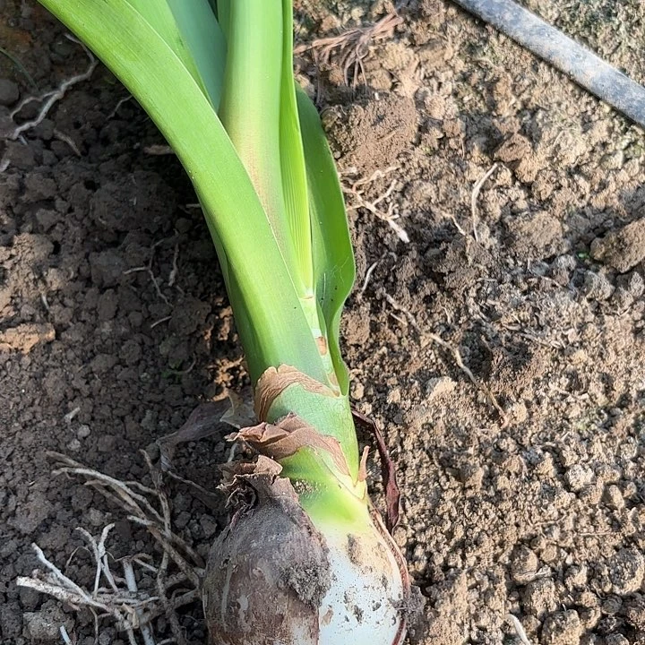 无花朵斯巴达克斯籽播开花不售后