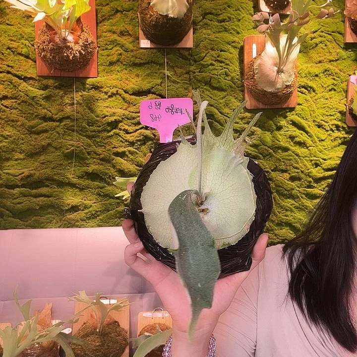 不开花植物野6孢子苗