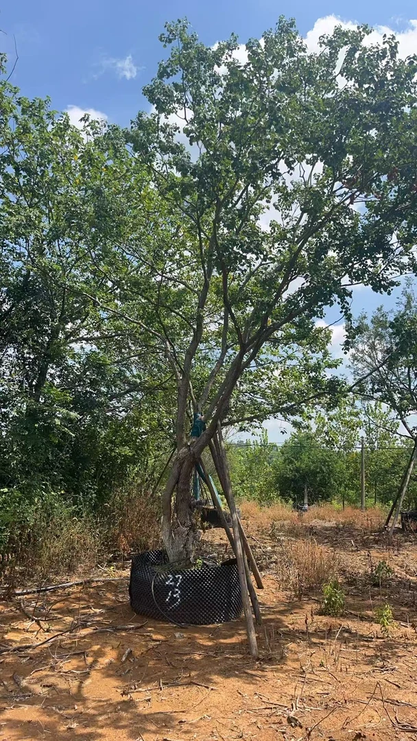 乌桕树造型树四季常青耐寒 造型美观