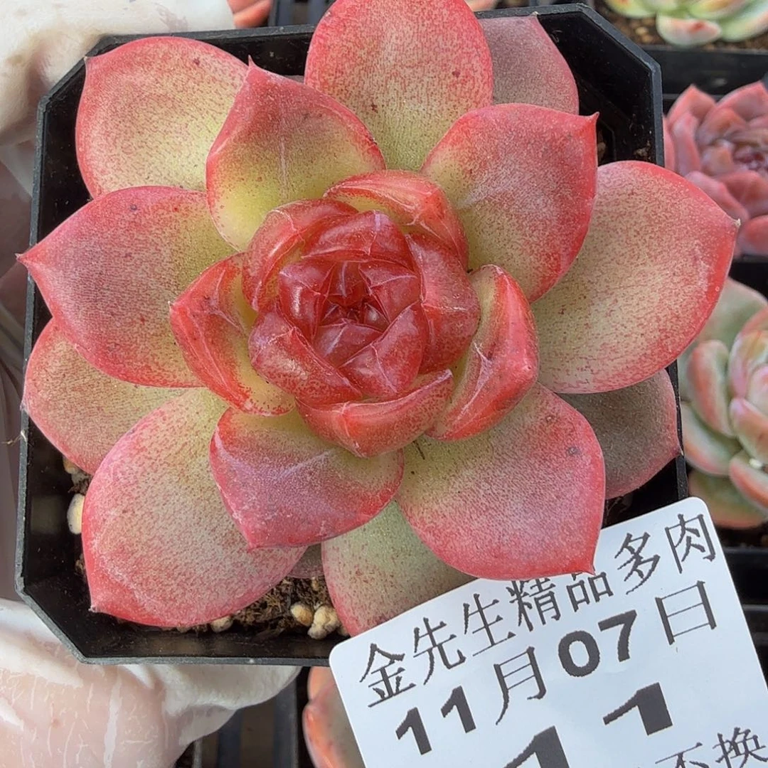 1107-11单颗多肉一物一拍