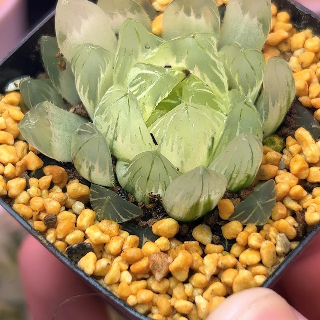 糊斑龙鳞锦十二卷多肉