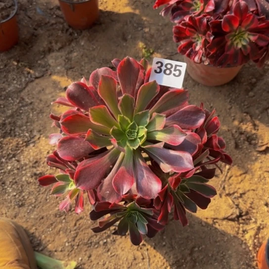 凤冠3号棚385多肉植物