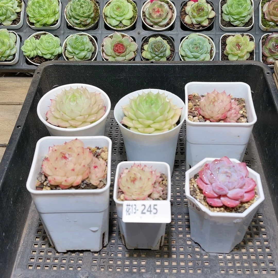 花利美13-245框拍6颗