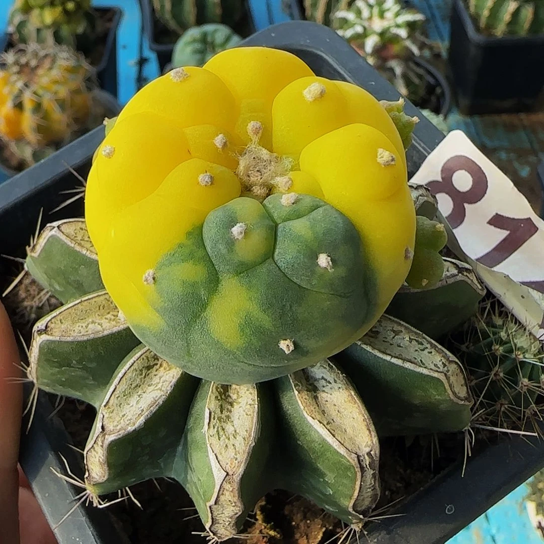 丨****丨仙锦814仙人球开花