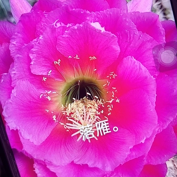 落雁带根6厘米毛花柱