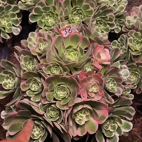 白凤老桩捧花法师38号链接