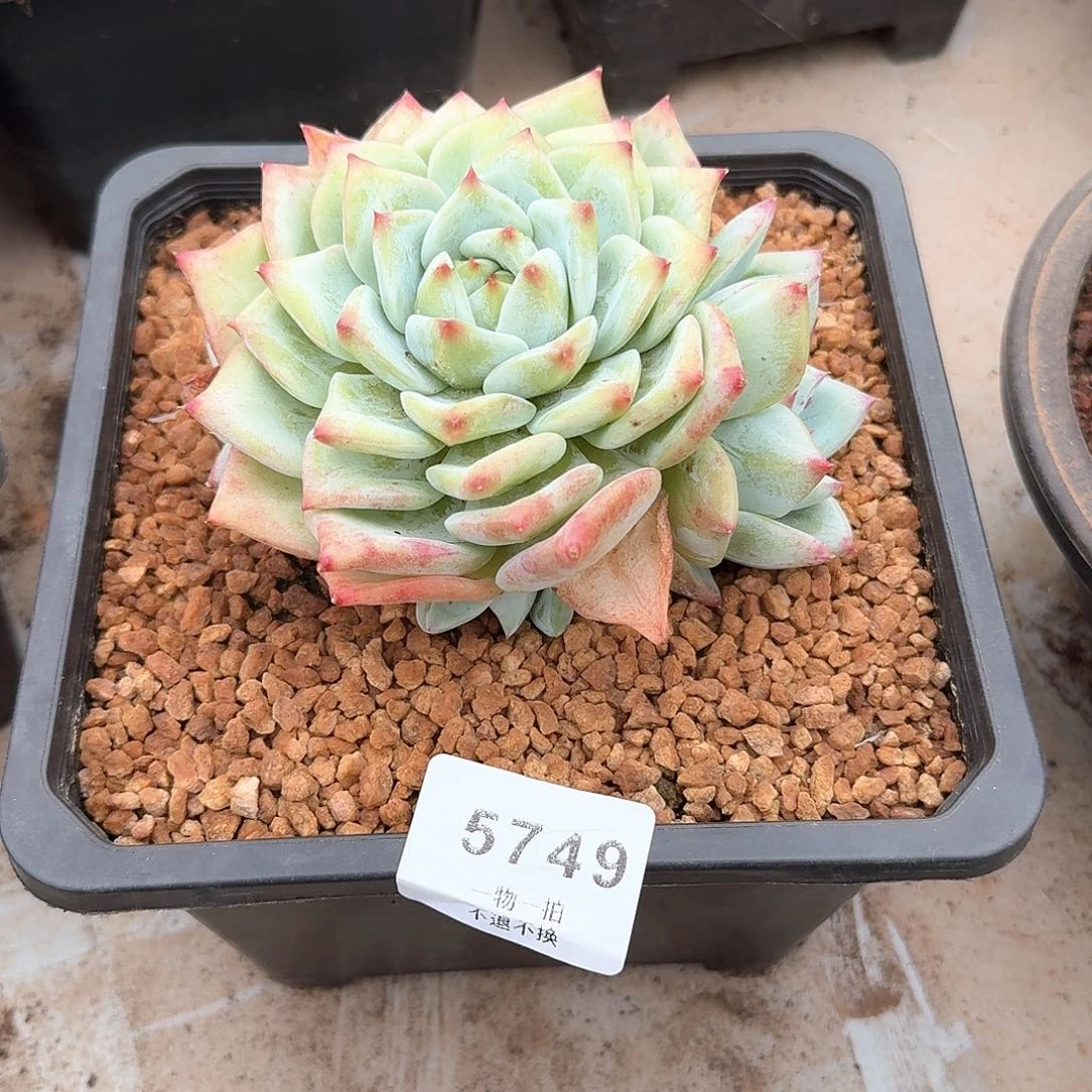 米***七5749号绿体祖母绿多肉