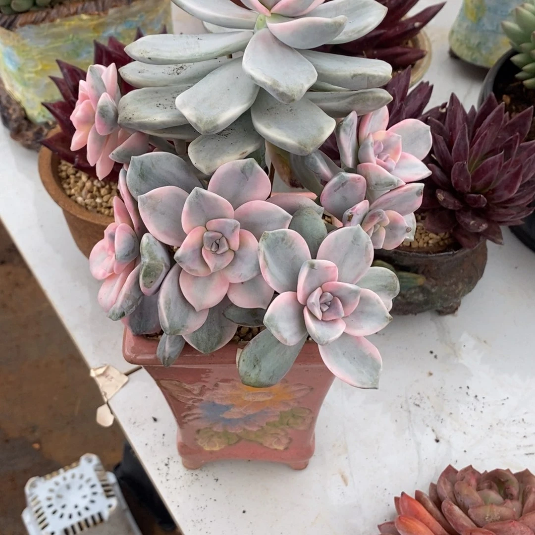 宝*猪紫了锦群生多肉多肉092