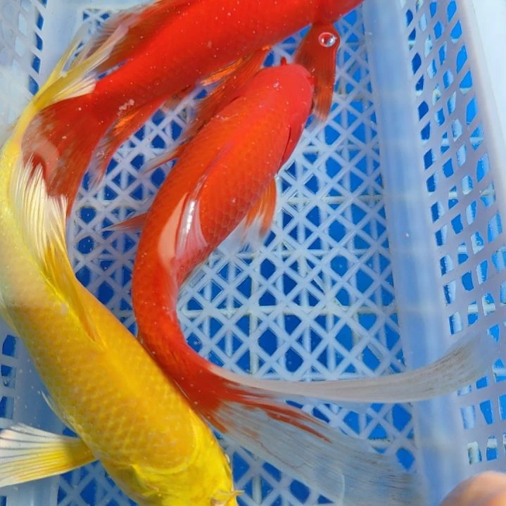 锦鲤两红一黄13-15