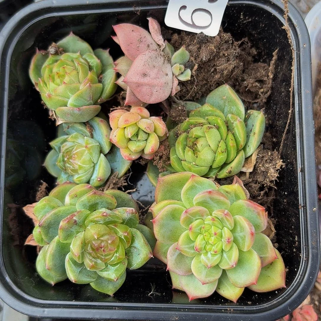 多肉植物多肉植物650