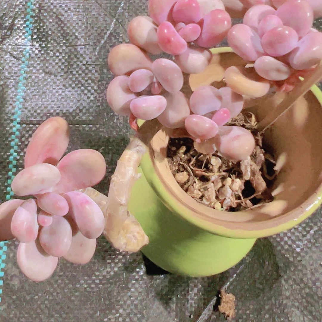 【闪购商品】Z****辉桃蛋妖桩9.9