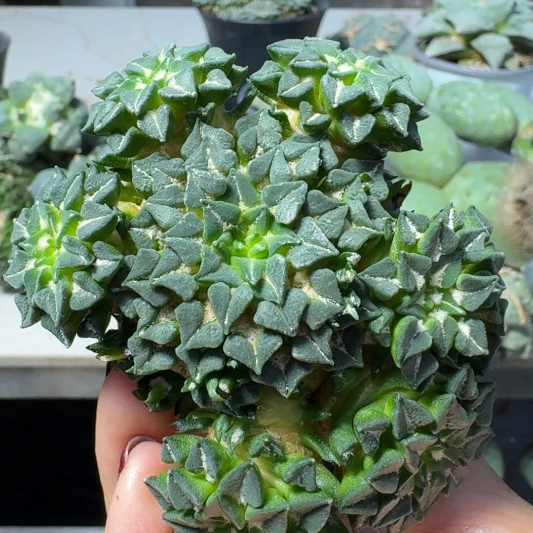 【闪购商品】无花朵欧系姬牡丹