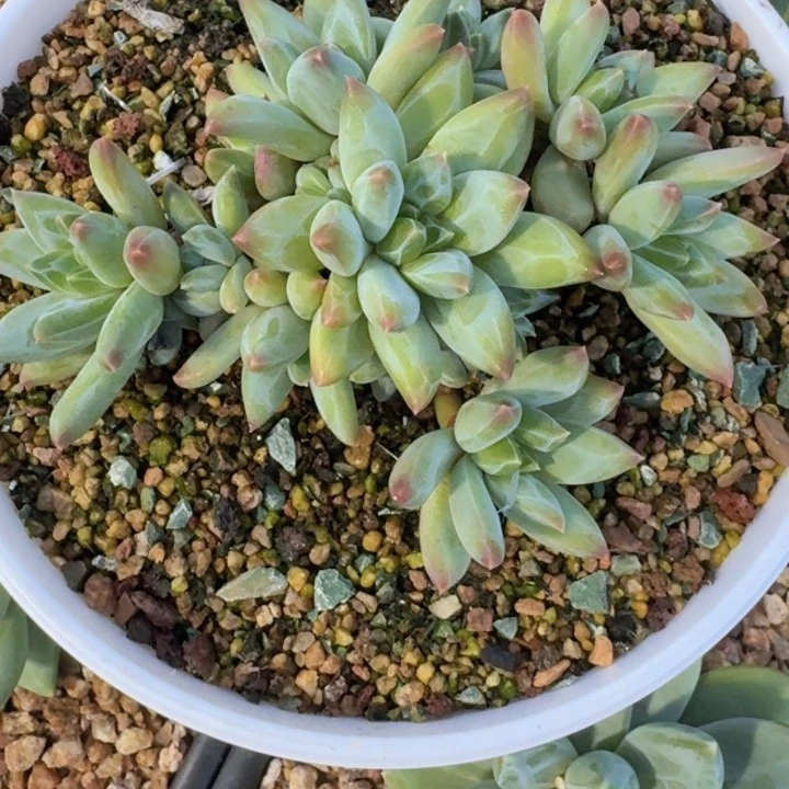 E****鹏美人210多肉植物