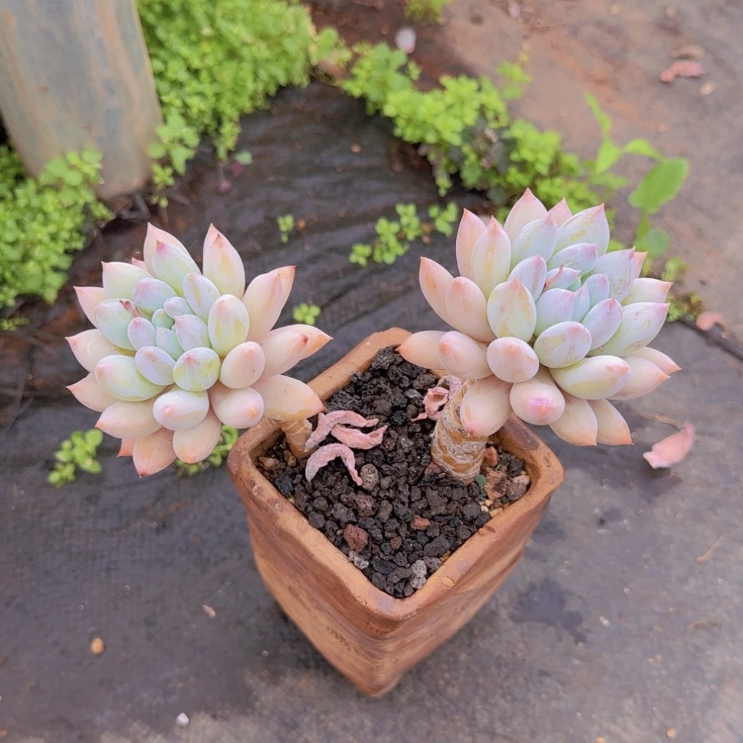 多肉植物多肉植物