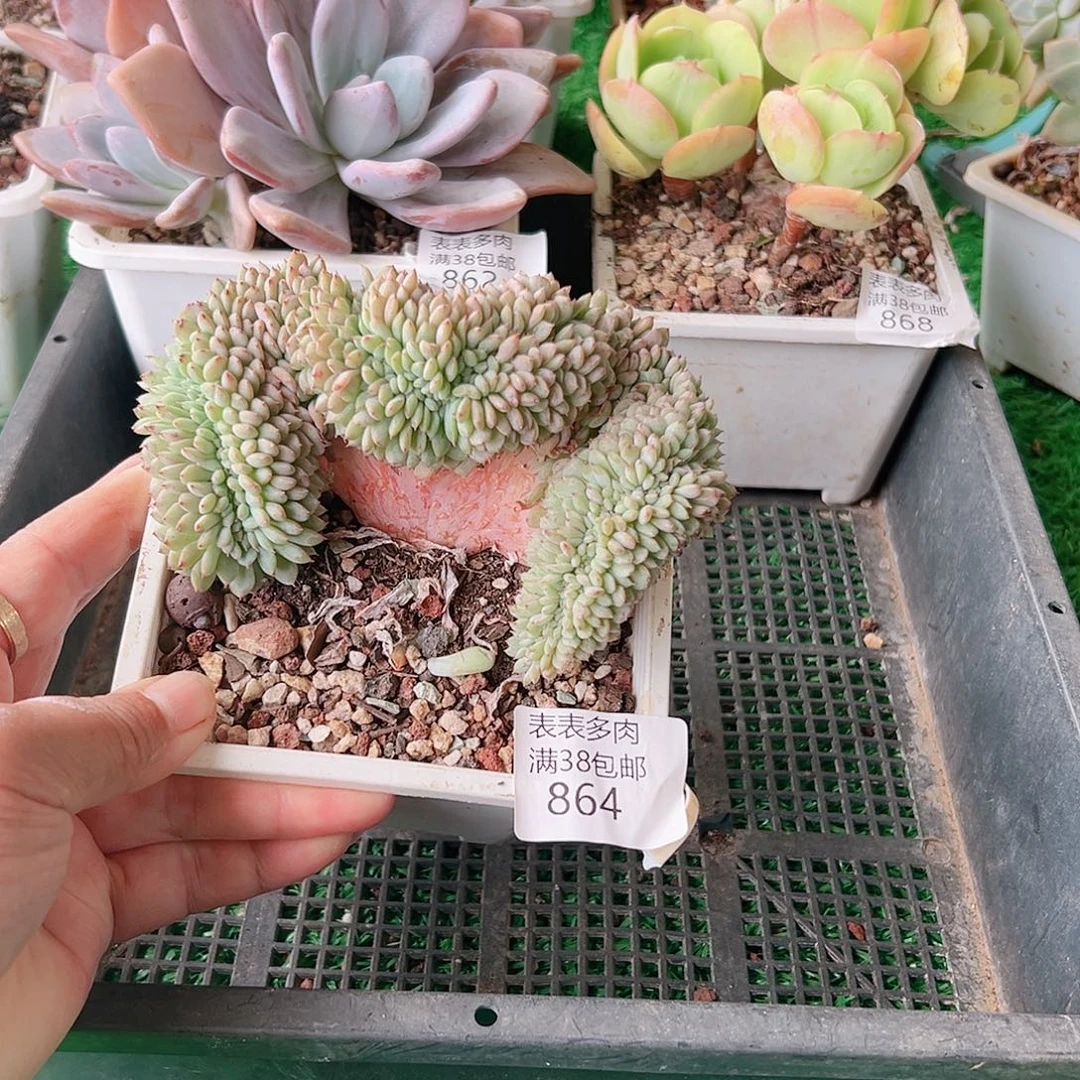 多肉一物一拍植物864