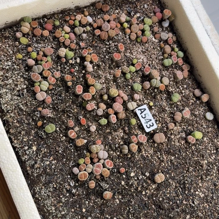 543生石花整筐脱土发货