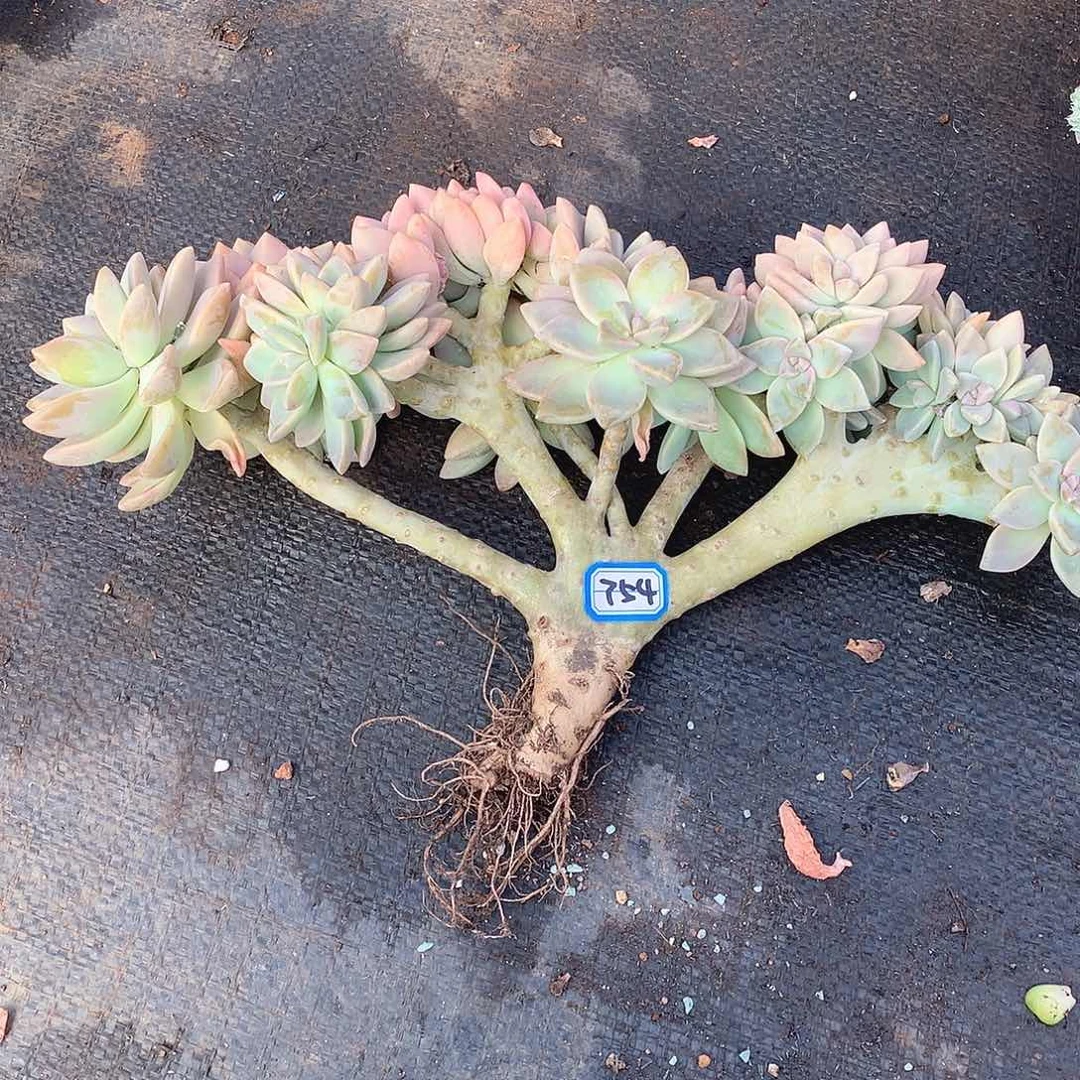 754淡雪缀 一物一拍多肉