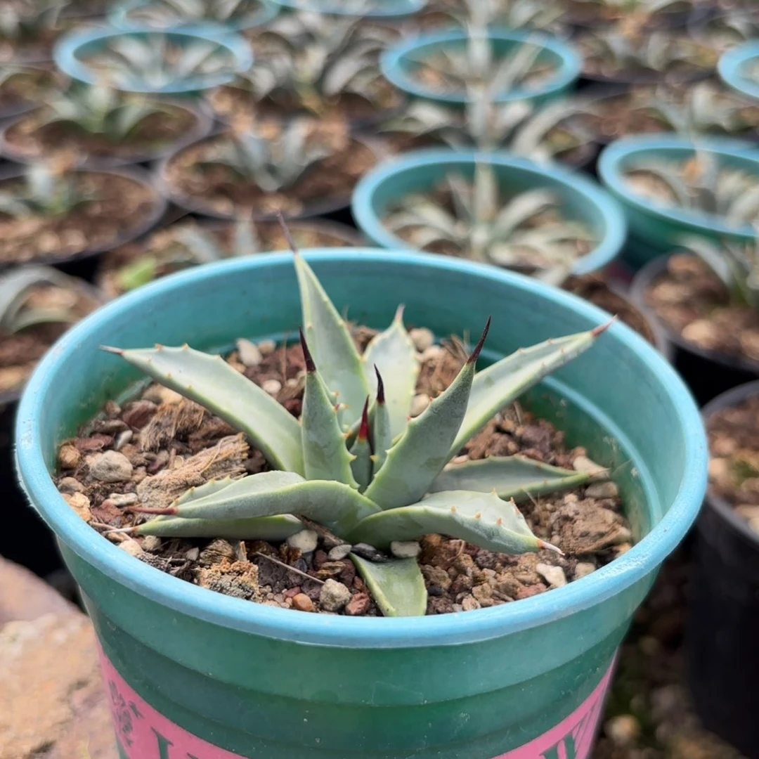 木妖炎哈哈哈哈11