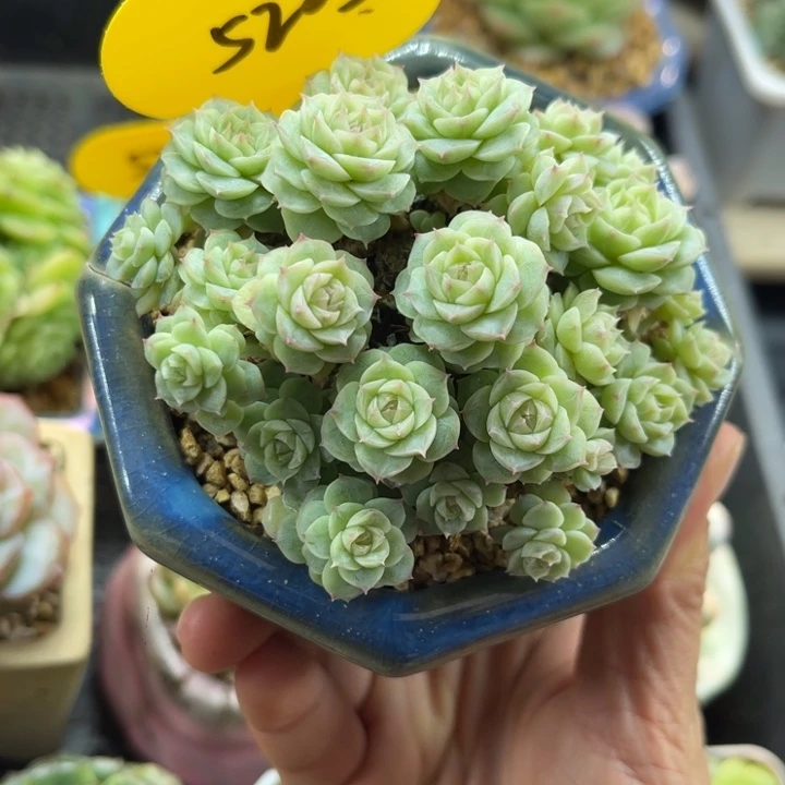 白冰透花朵脸麦秆朵朵群5205