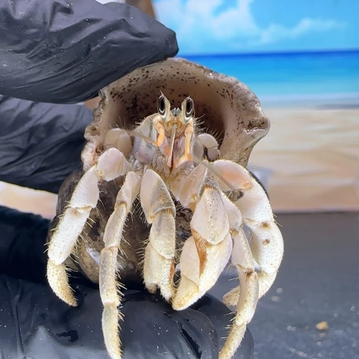 A16-1.7口奶黄包灰白