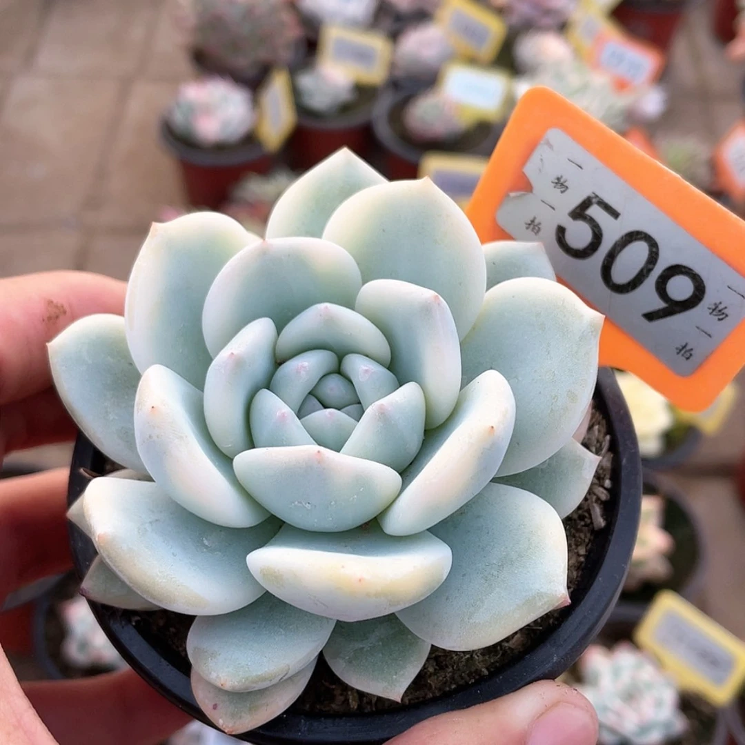 【闪购商品】咸****羽509号