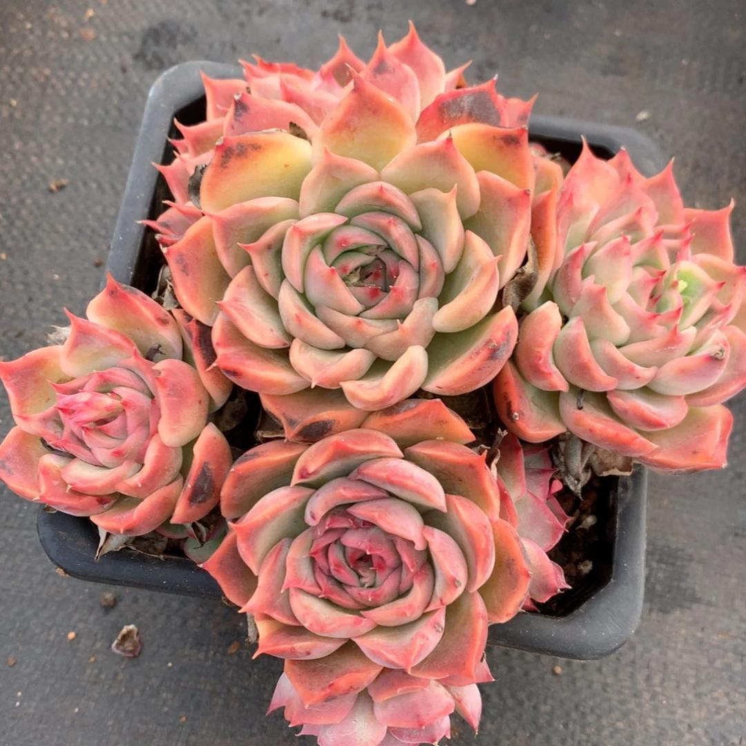 5497瑕疵不售后特价处理