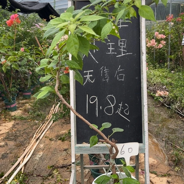无花朵三角梅三角梅60
