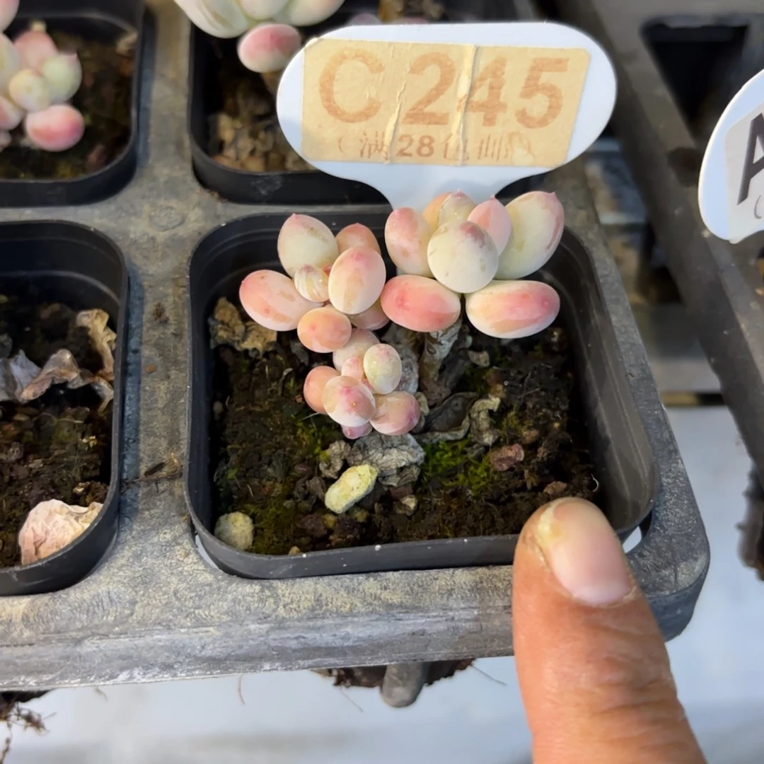 C245苹果奶一物一拍