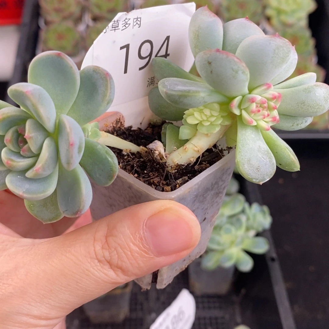 糖心缀化一颗194号