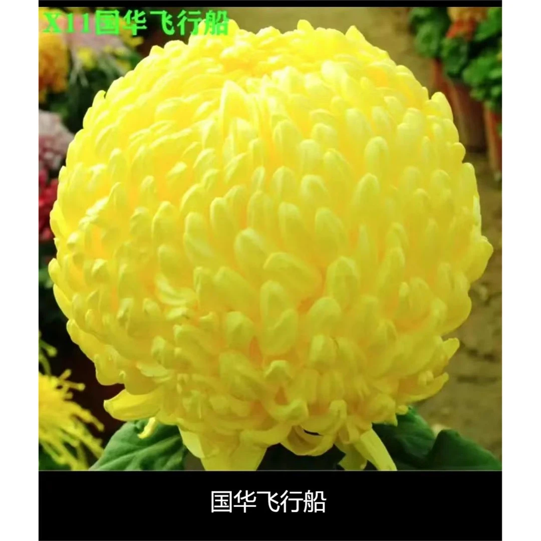 【独本菊】可备注品种 稀有品种大菊花 九月菊对版出售
