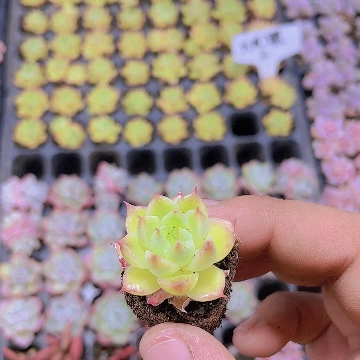 火凤凰【满10颗包邮】