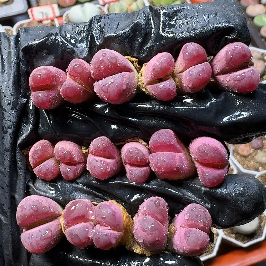 生石花11111。    266