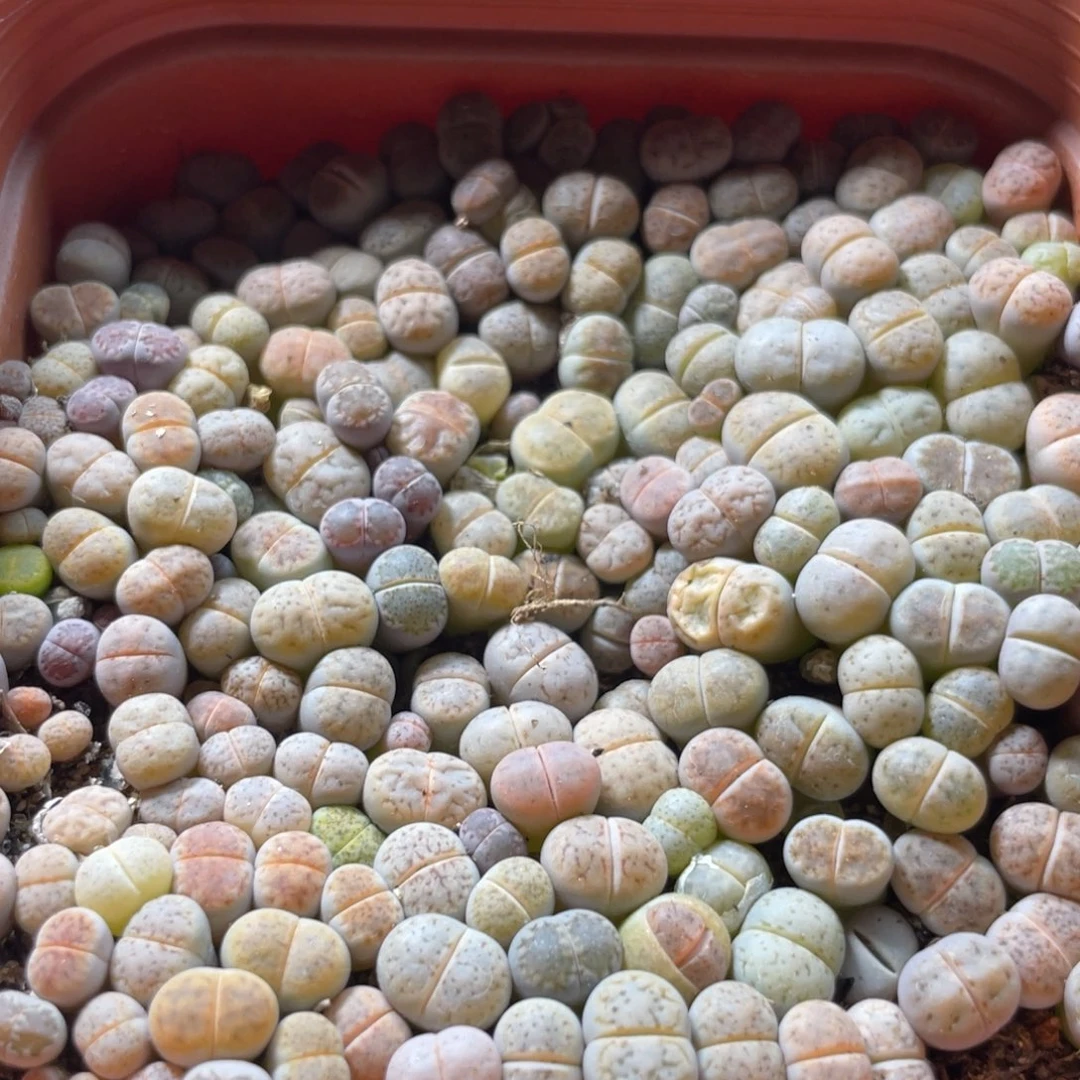 大盆特价一物一拍～36