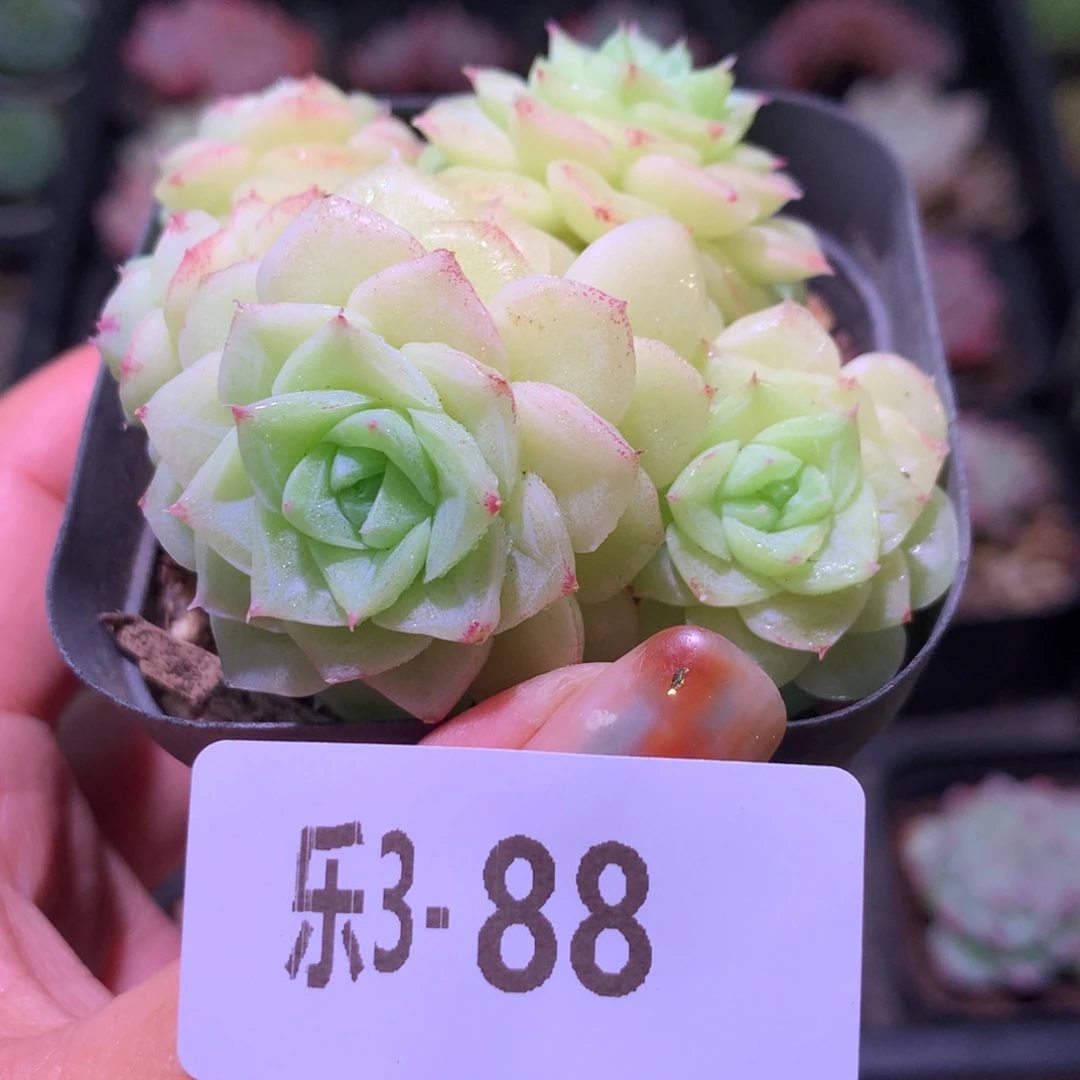 乐然 3-85 白天鹅群