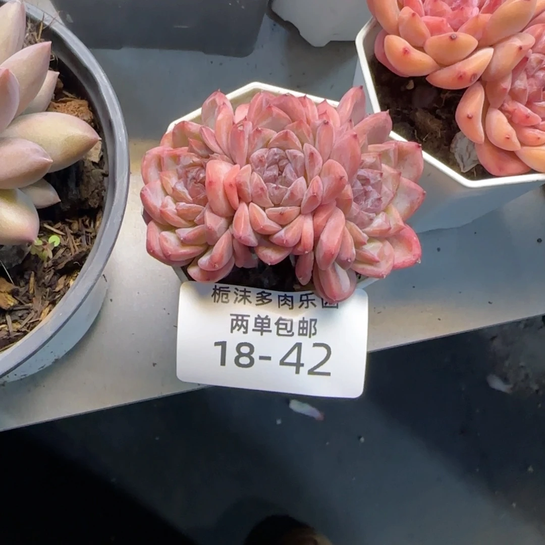 @****18-42冰冰多肉植物